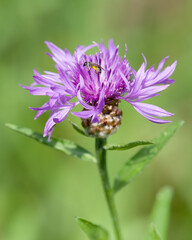 Wildbiene auf Wiesen Flockenblume