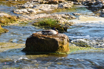 Ente entspannt sich am Rheinfall in der Schweiz 20.5.2020