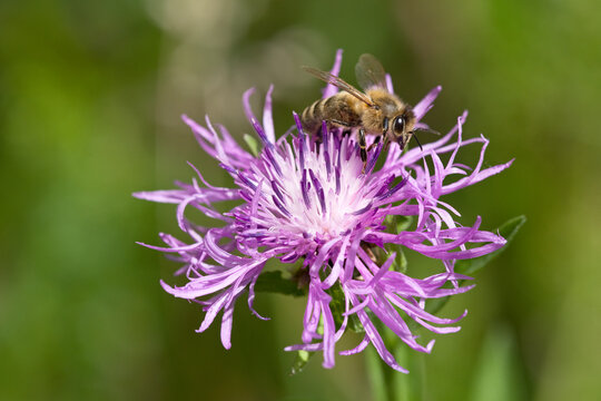 Honigbiene auf Wiesen Flockenblume