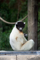 portrait of white maki catta lemur sitting near a window