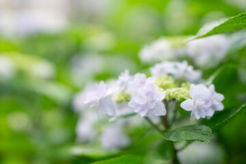 満開の紫陽花