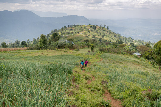 Mount Elgon National Park, Uganda. A biodiverse area of protected wildlife used by tourists, and protected by rangers.