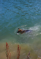 German Shepherd is swimming in water in the river