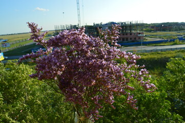 flowers on the background of the city