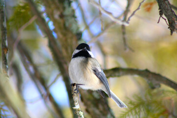 Chickadee on branch 
