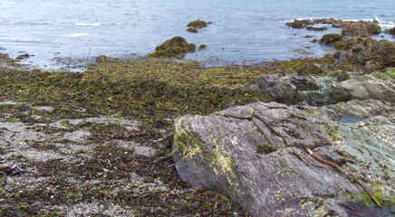 Fototapeta na wymiar Summer time seaweed brought to the beach on some big tides, in Cornwall