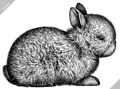black and white engrave isolated rabbit vector illustration