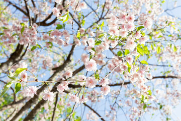 桜
