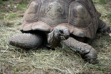Fototapeta premium portrait of land turtle in a zoological park