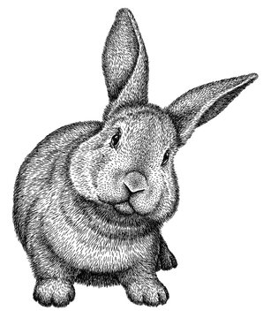 black and white engrave isolated rabbit illustration