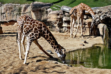 a giraffe drinking
