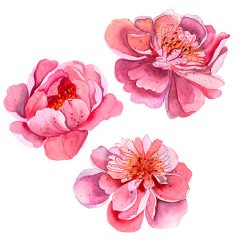 Bright fresh cute elegant watercolor peony. Colorful summer flowers in pink and red.