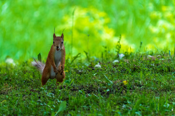 Red squirrel or Eurasian red squirrel (Sciurus vulgaris) at a park in Moscow, Russia.  Nature and wildlife. 
