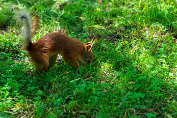 Red squirrel or Eurasian red squirrel (Sciurus vulgaris) digging in the grass at a park in Moscow, Russia. Nature and wildlife. 