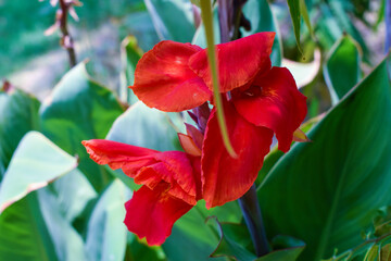 Fototapeta premium red tulips in garden