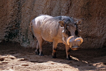 warthog standing in the shadow
