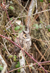 Long-eared Owl resting on the branch.   Vancouver BC Canada   
