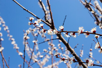 branch of a cherry tree