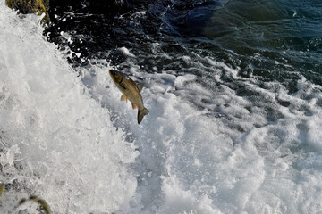 Fototapeta premium Fisch versucht den Rheinfall hochzuspringen 20.5.2020