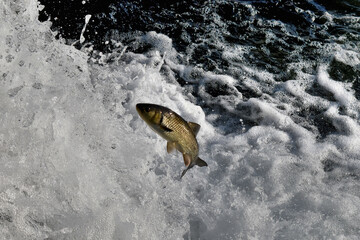 Fisch versucht den Rheinfall hochzuspringen 20.5.2020