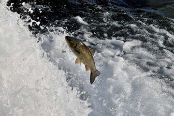 Fisch versucht den Rheinfall hochzuspringen 20.5.2020