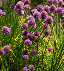 Chive blossoms