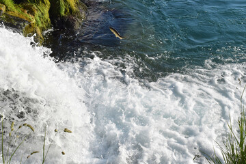 Fisch versucht den Rheinfall hochzuspringen 20.5.2020