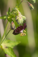 Garden geranium (Geranium phaeum) flowers
