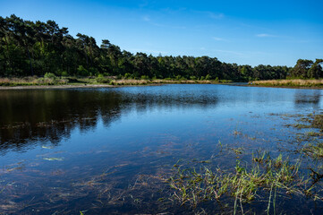 Pine forest and mirror lake in Kempen woods, North Brabant, Netherlands