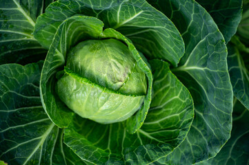 Fototapeta premium White cabbage head growing in garden