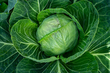Fototapeta premium White cabbage head growing in garden