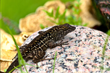 Lizards on a Florid rock garden