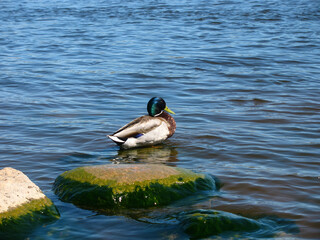 duck on a rock in the middle of the river. A drake in the water. Mallard