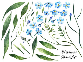 Myosotis. Watercolor illustration,  leaves, buds, stems, flowers, handmade, set of plants