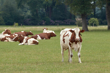 Fototapeta na wymiar Dutch cross breed Holstein dairy cows grazing free in the fields of Holland.