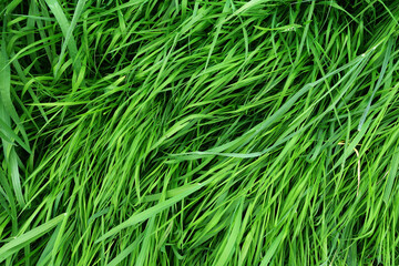 Fototapeta premium Fresh summer green juicy bright texture of grass