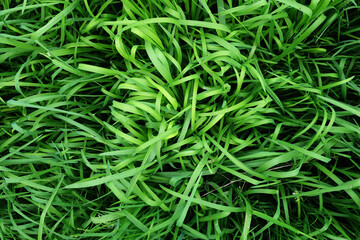 Fototapeta na wymiar Fresh green summer bright juice texture of grass