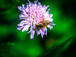 Spring bee on a flower