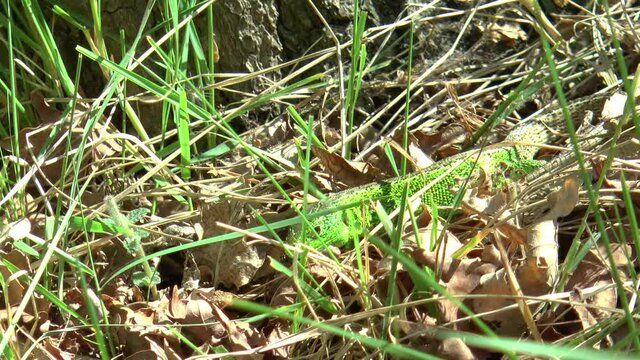 A male sand lizard with mating season colors searches for insects between the leaves and the grass.
