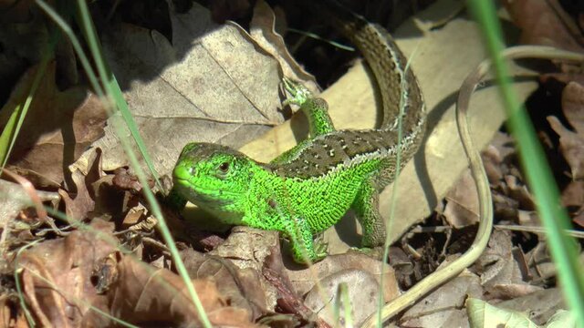 A male sand lizard, mating season colouring warms up in the sun.