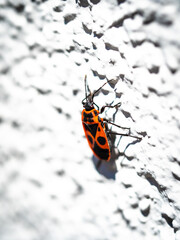 Red bug on a white wall
