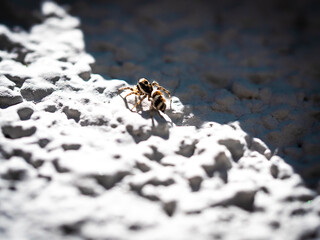Little spider on the wall