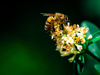Spring bee on a flower