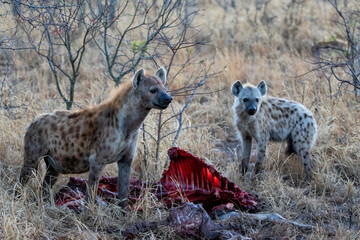 Mother hyena with a pub in the early morning eating from a carcass in a game reserve in the Greater Kruger Region in South Africa