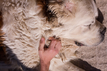 Horizontal view of  Saint Bernard dog sleeping and owner's hand.