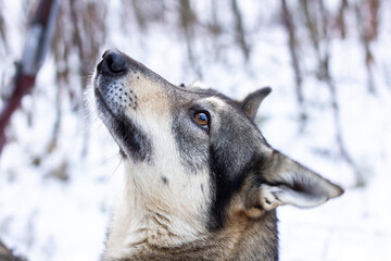 Fototapeta na wymiar Dog in winter landscape. Profile portrait