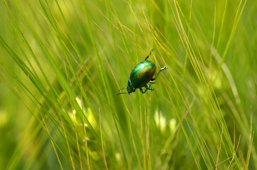 rose chafer beautiful bright bug