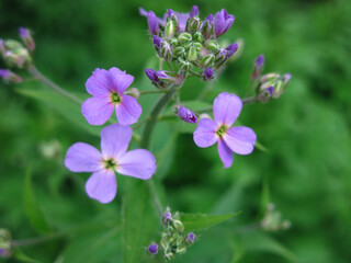 Obraz na płótnie Canvas purple wild small flowers in spring