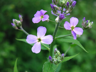 purple wild small flowers in spring