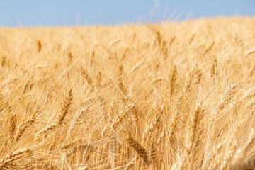 Closeup of wheat in a field in summer